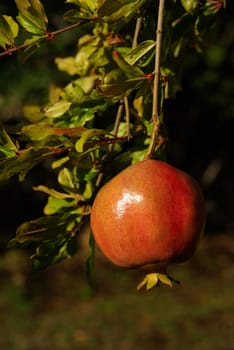 Pomegranate 03