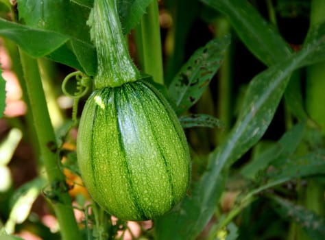 Pumpkin plant
