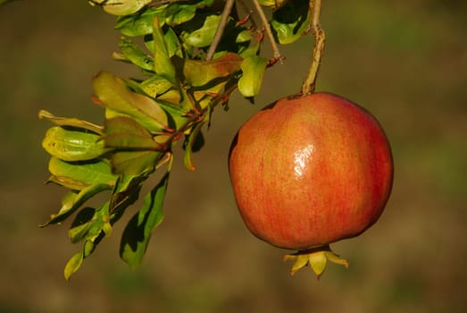 Pomegranate 05