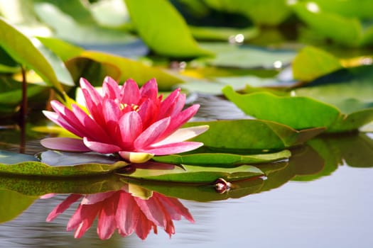 Water lily