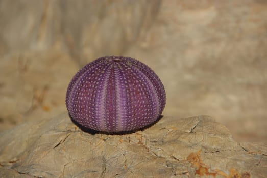 Sea Urchin 07