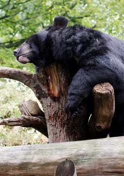 Collared Bear 2