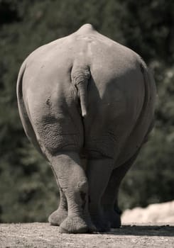 Buttocks
