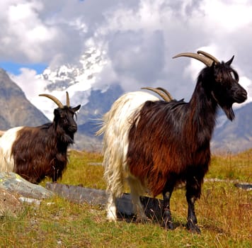 Mountain Goat