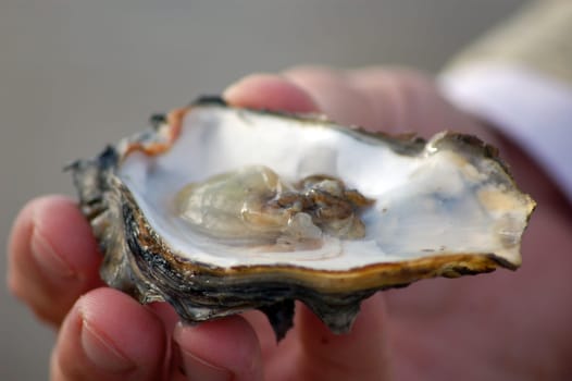 Oysters