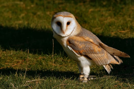 Barn owl