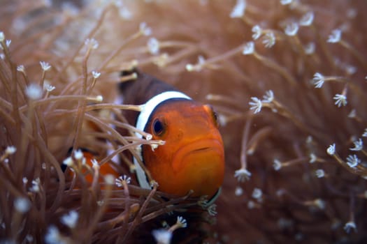Amphiprion,ocellaris