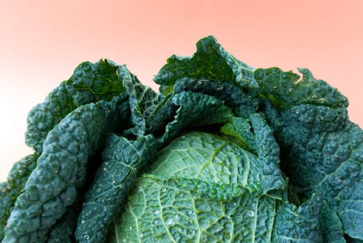 Savoy cabbage - raw - macro