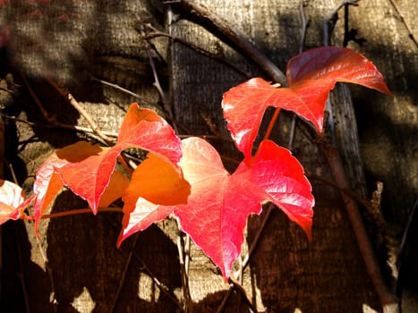 September sun