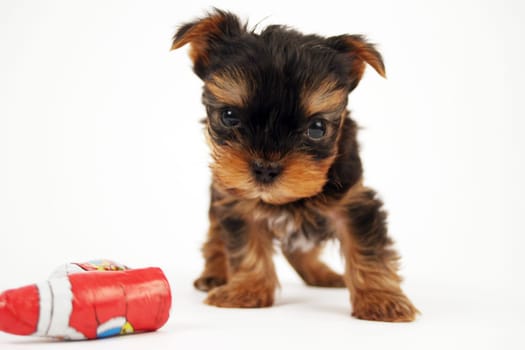 YorkieBaby for Christmas
