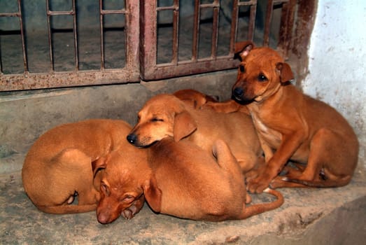 puppies