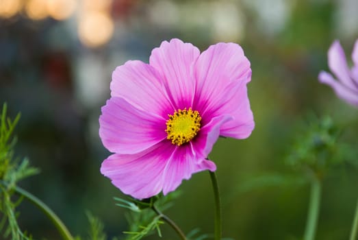 Cosmos - Meadow Flower 3