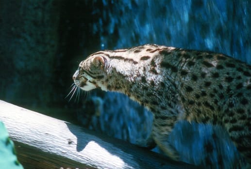 Ocelot ( (Leopardus pardalis)