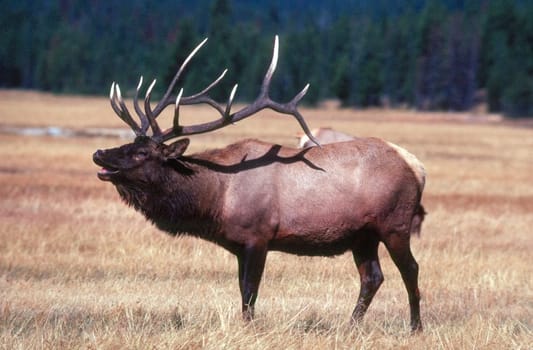 Deer (Elk)
