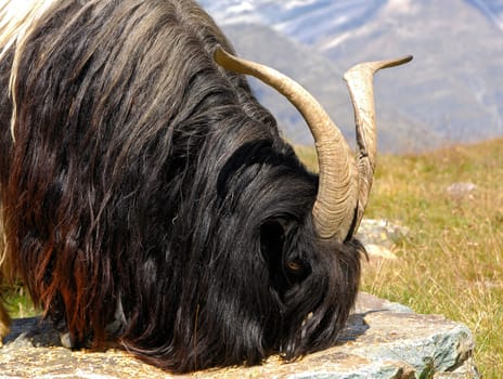 Black-necked goat