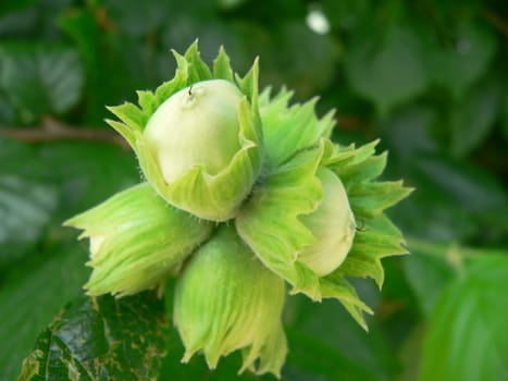Hazelnut Tree