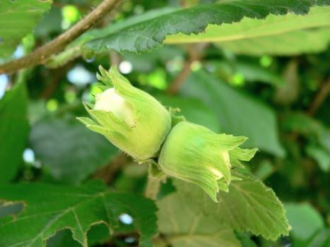 shrub