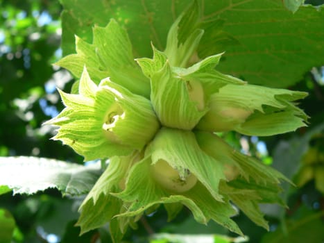 hazel bush