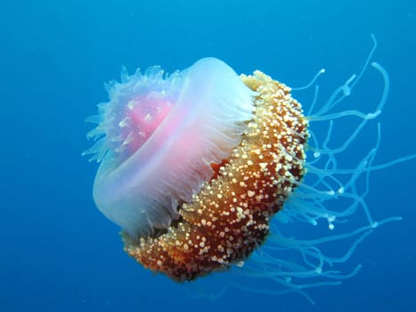 The root mouth jellyfish was photographed in Sulawesi / Indonesia.