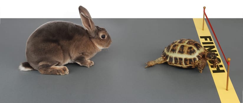 Turtle and hare