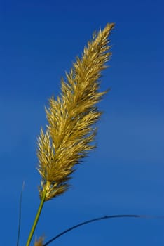 PAMPAS GRASS