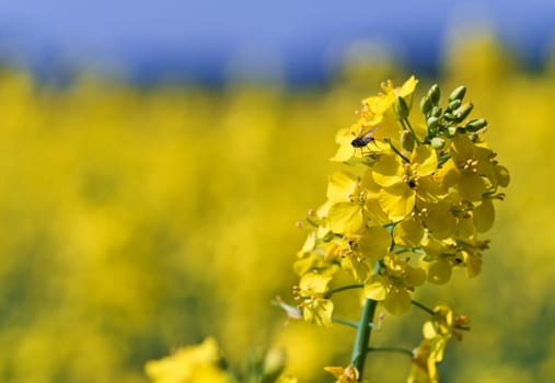 rapeseed