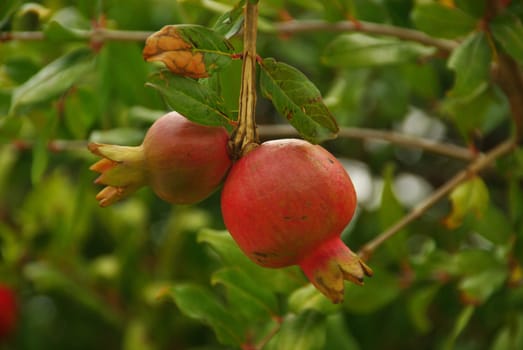 Pomegranate 06