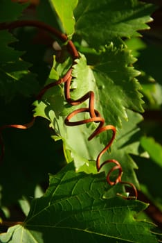 Wine 07
