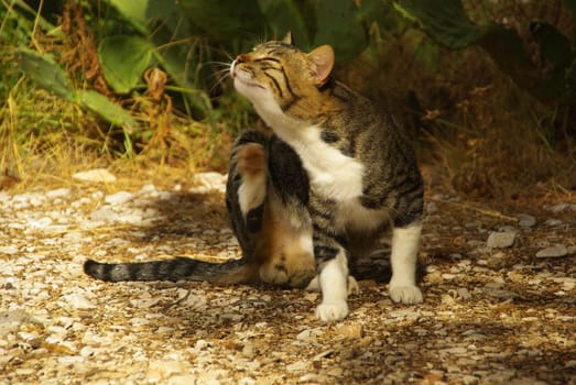Cat 01