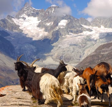 Mountain goats
