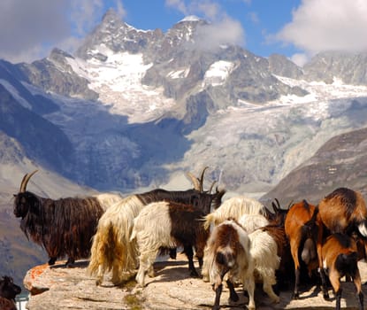 Black-necked goats