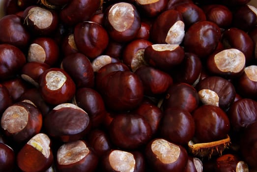 Chestnut 02