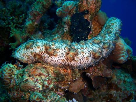 Bohadschia graeffei - Strichel-Sea Cucumber