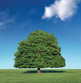Big tree in front of blue sky