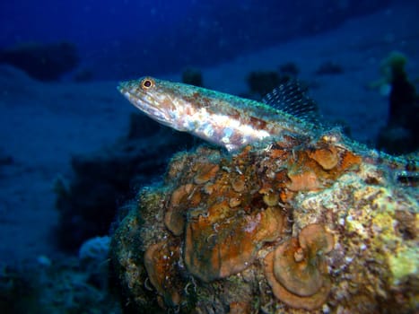 Lizardfish