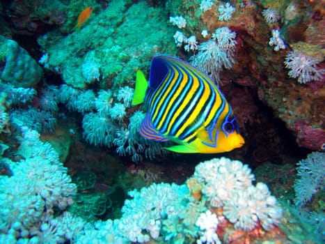 Peacock Angelfish
