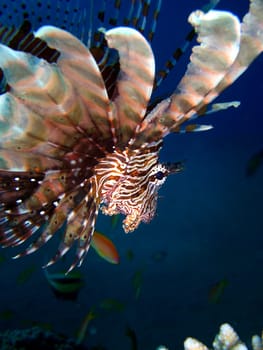 Indian lionfish