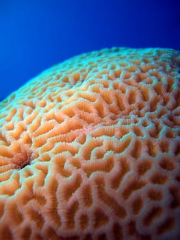 Brain coral