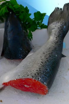 Salmon