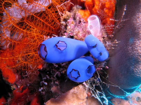 Different sea squirts in front of a hair star. Recorded in Sulawesi / Indonesia.
