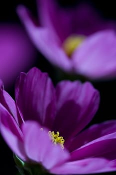 Cosmea
