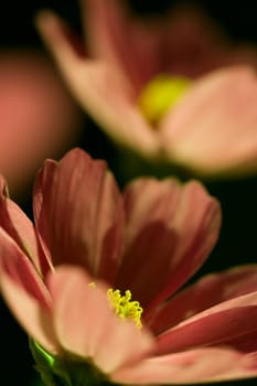 Cosmea