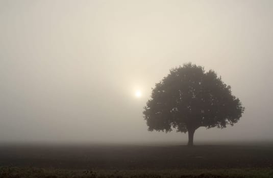 The Morning Tree - Autumn