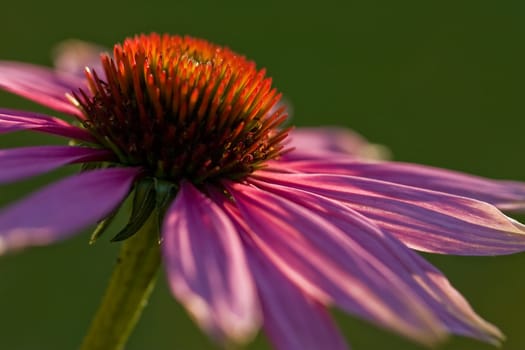 Red coneflower