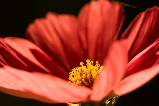 Cosmea
