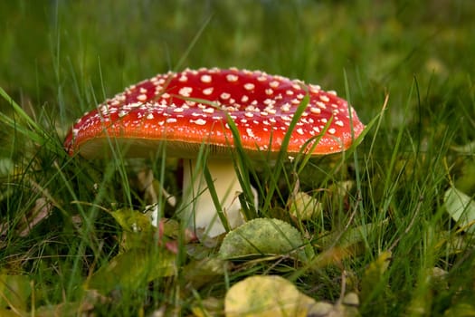 Fly agaric