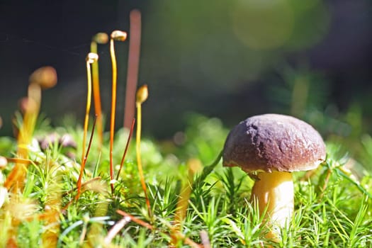 Bay bolete