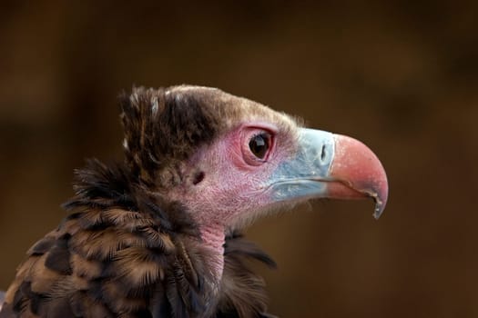 Vulture II
