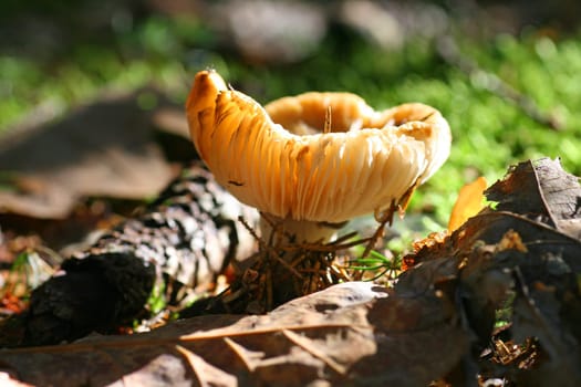 Old Mushroom