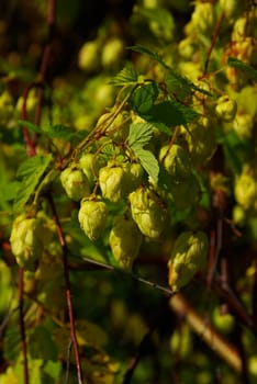 Hops 01
